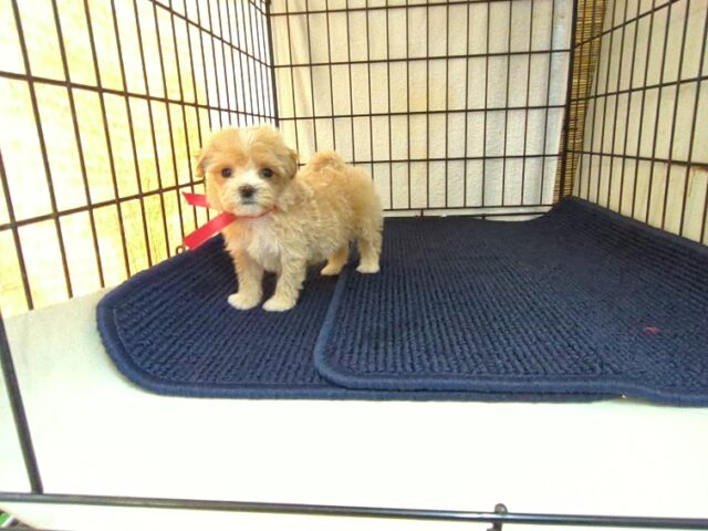 ミックス犬    (マルプーメス) №５８　