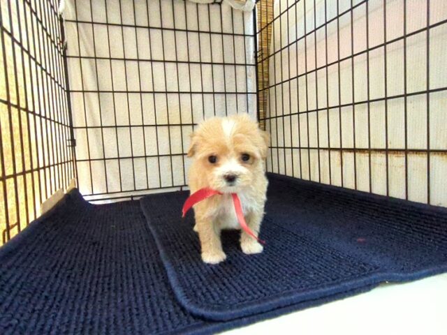 ミックス犬    (マルプーメス) №５８　