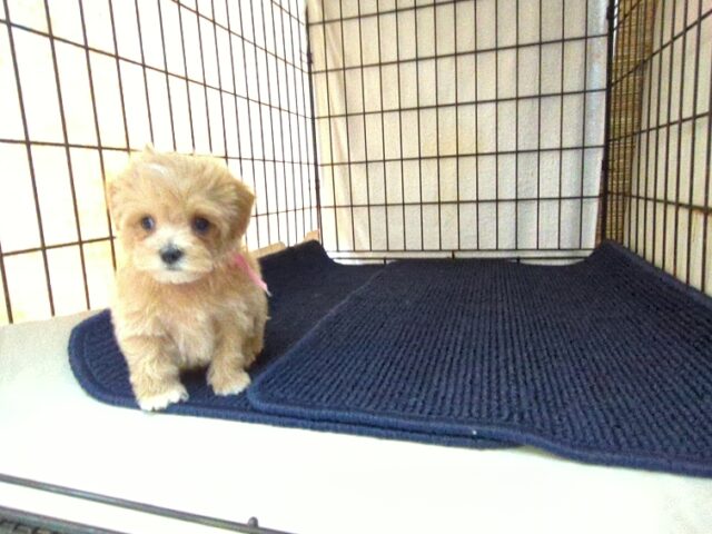 〇　ミックス犬    (マルプーメス) №５７　