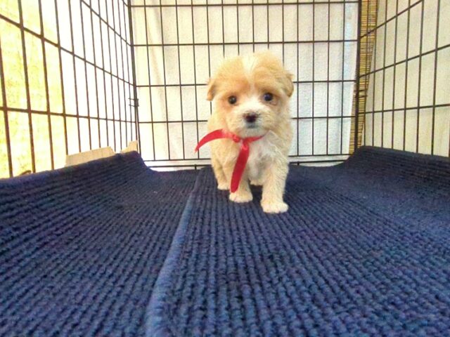 ミックス犬    (マルプーメス) №５８　