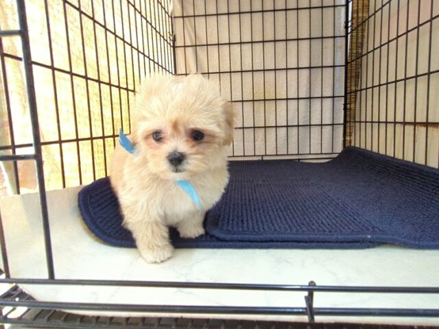 〇　ミックス犬    (マルプーオス) №５５　