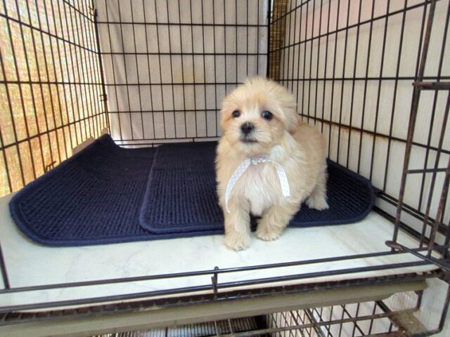 ミックス犬    (マルプーオス) №５６　