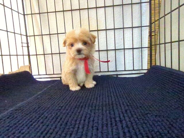ミックス犬    (マルプーメス) №５８　