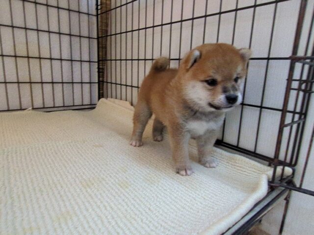 〇　柴犬　（オス）№５９　　　　　　　　　　　　　　　