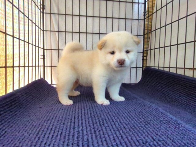 〇　柴犬　（オス）№６０　　　　　　　　　　　　　　　