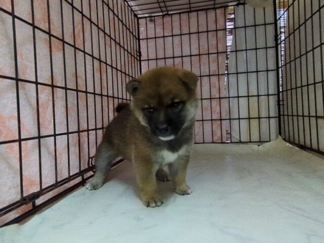 柴犬　（メス）№４　　　　　　　　　　　　　　