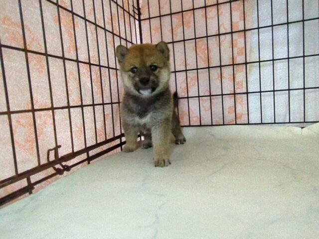 〇　柴犬　（メス）№５　　　　　　　　　　　　　　