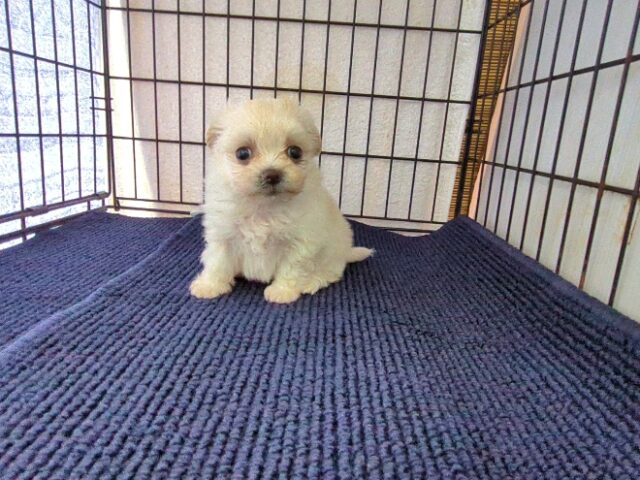 ミックス犬    (チワマル メス) №６５　