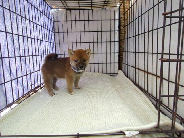 〇　柴犬　（オス）№６６　　　　　　　　　　　　　　　　