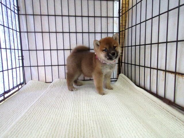 〇　柴犬　（メス）№６７　　　　　　　　　　　　　　