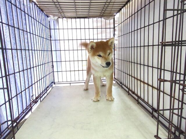 〇　柴犬　（オス）№５９　　　　　　　　　　　　　　　