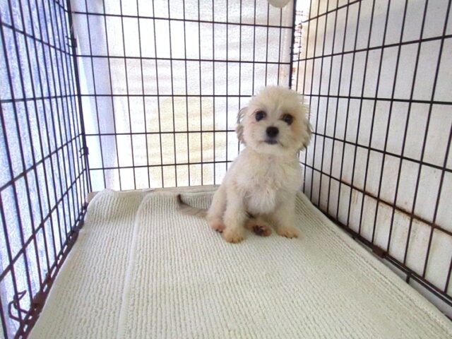 ミックス犬    (チワマル オス) №６４　