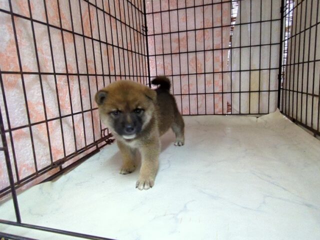 柴犬　（メス）№４　　　　　　　　　　　　　　