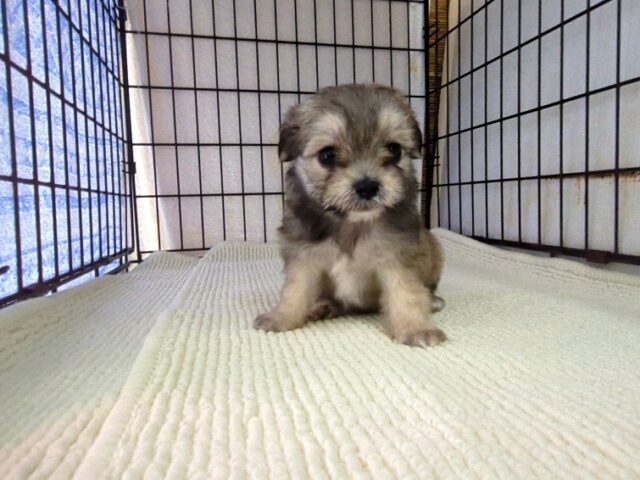 ミックス犬    (チワマル オス) №６４　