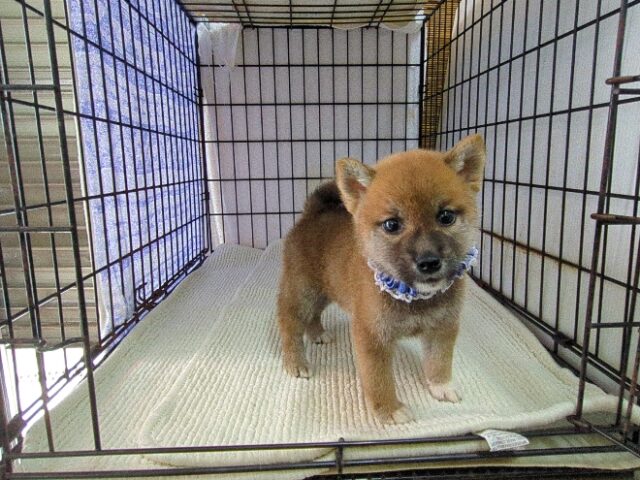 〇　柴犬　（オス）№６６　　　　　　　　　　　　　　　　