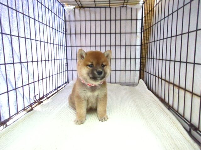 〇　柴犬　（メス）№６７　　　　　　　　　　　　　　