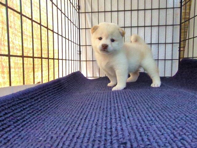 〇　柴犬　（オス）№６０　　　　　　　　　　　　　　　