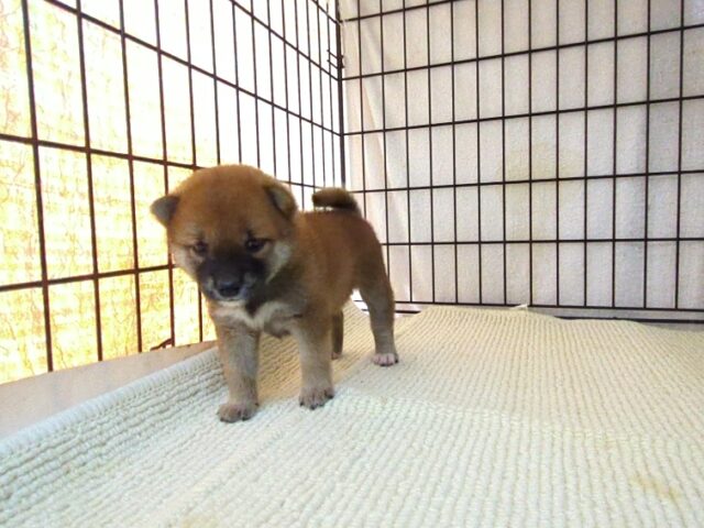 柴犬　（メス）№６１　　　　　　　　　　　　　　