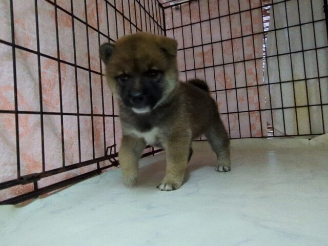 柴犬　（メス）№４　　　　　　　　　　　　　　