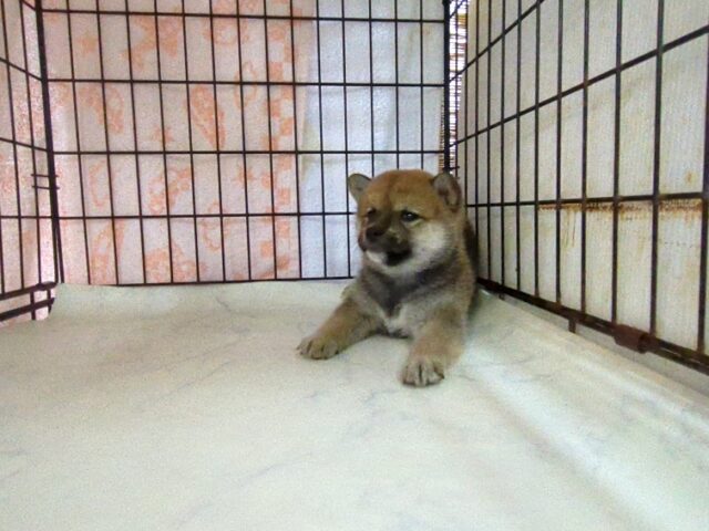 〇　柴犬　（メス）№５　　　　　　　　　　　　　　