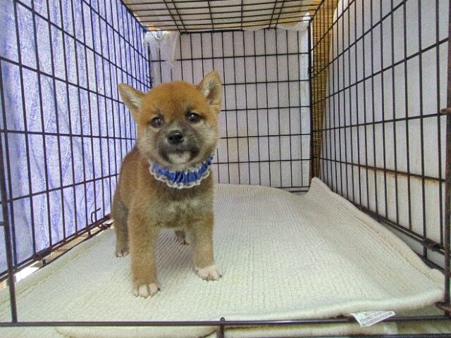 〇　柴犬　（オス）№６６　　　　　　　　　　　　　　　　