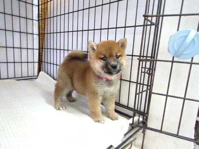〇　柴犬　（メス）№６７　　　　　　　　　　　　　　
