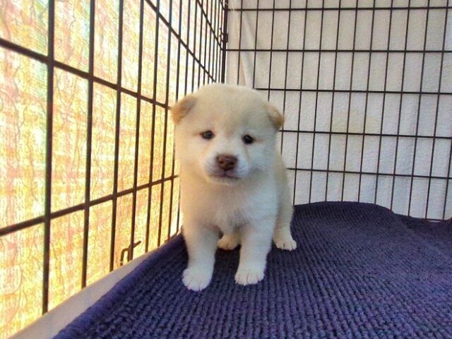 〇　柴犬　（オス）№６０　　　　　　　　　　　　　　　