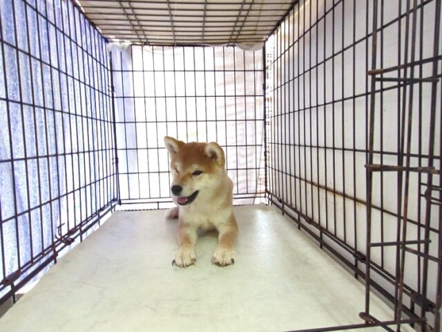 〇　柴犬　（オス）№５９　　　　　　　　　　　　　　　