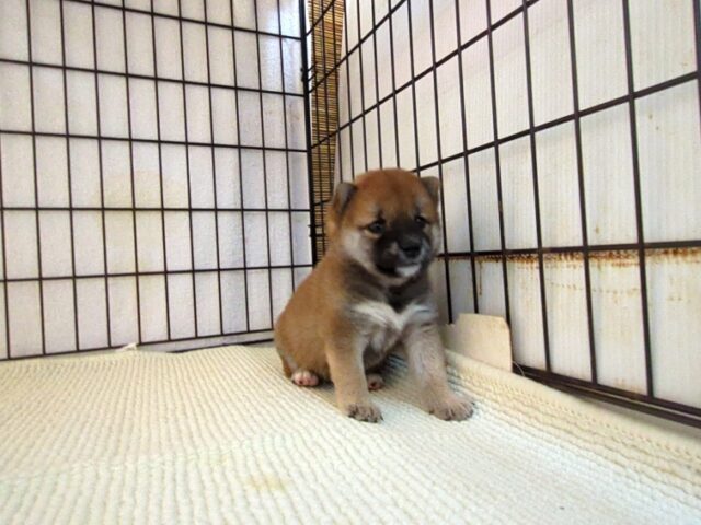 柴犬　（メス）№６１　　　　　　　　　　　　　　