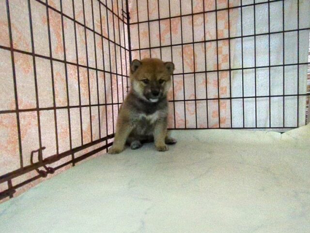 〇　柴犬　（メス）№５　　　　　　　　　　　　　　