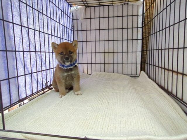 〇　柴犬　（オス）№６６　　　　　　　　　　　　　　　　