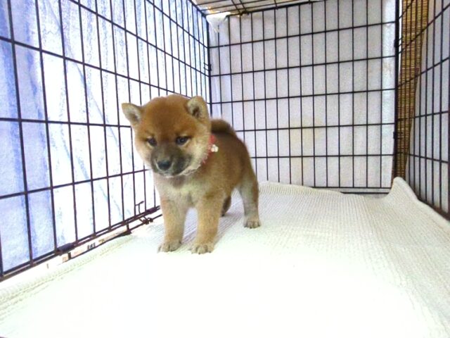〇　柴犬　（メス）№６７　　　　　　　　　　　　　　