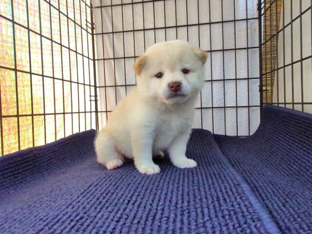 〇　柴犬　（オス）№６０　　　　　　　　　　　　　　　