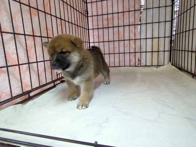 柴犬　（メス）№４　　　　　　　　　　　　　　