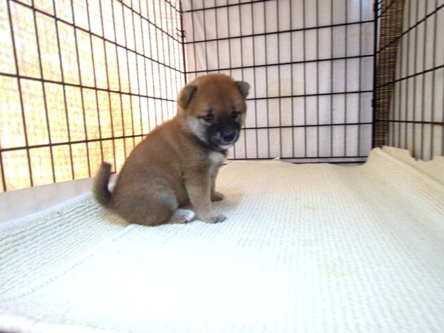 柴犬　（メス）№６１　　　　　　　　　　　　　　