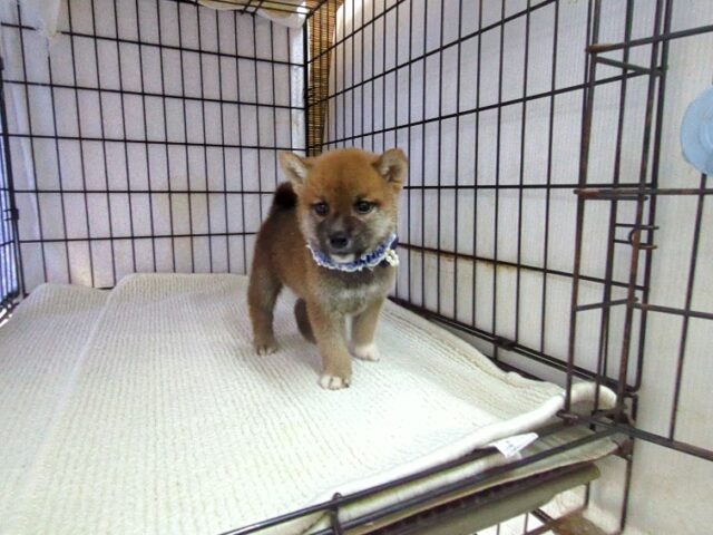 〇　柴犬　（オス）№６６　　　　　　　　　　　　　　　　