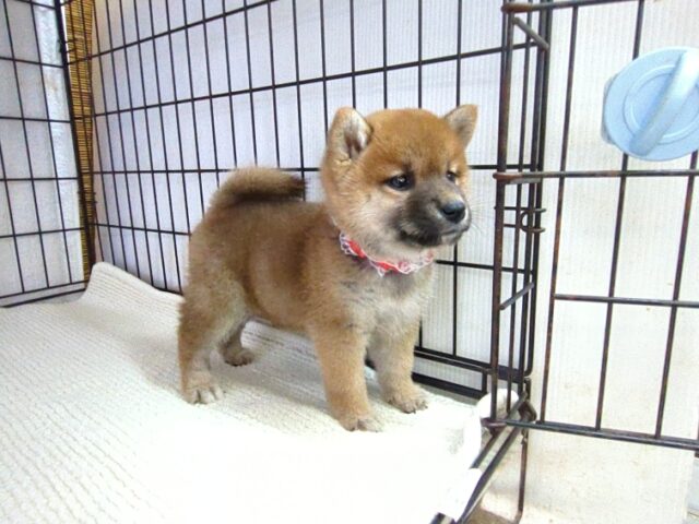 〇　柴犬　（メス）№６７　　　　　　　　　　　　　　