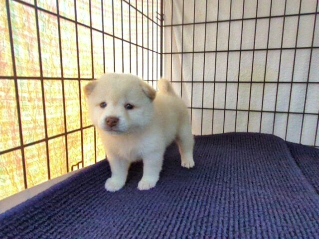 〇　柴犬　（オス）№６０　　　　　　　　　　　　　　　