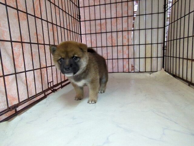 柴犬　（メス）№４　　　　　　　　　　　　　　