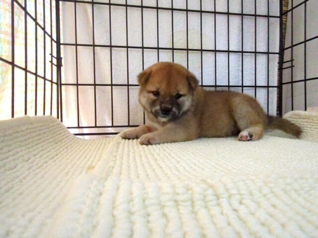 柴犬　（メス）№６２　　　　　　　　　　　　　　　　