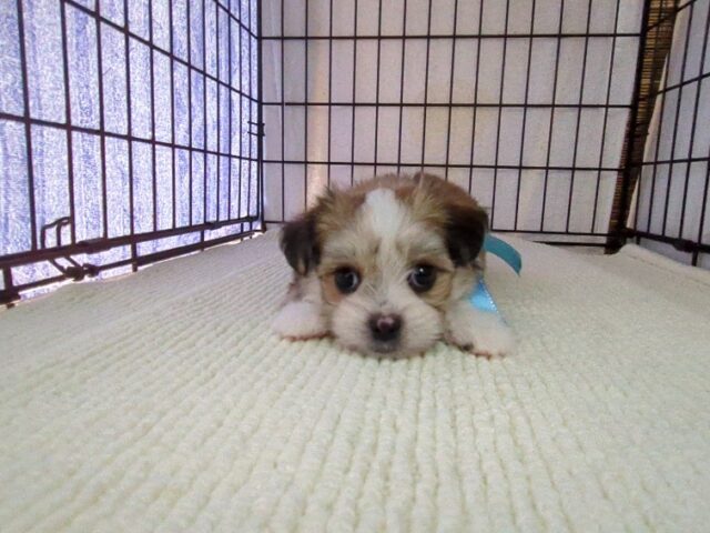 ミックス犬    (チワマル オス) №６９