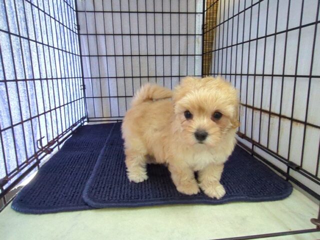 ミックス犬    (マルプーメス) №７０　