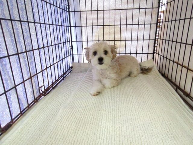 ミックス犬    (チワマル オス) №６９