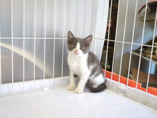 〇　ブリティッシュ　ショートヘア（オス）№７４　　　　　　　　　