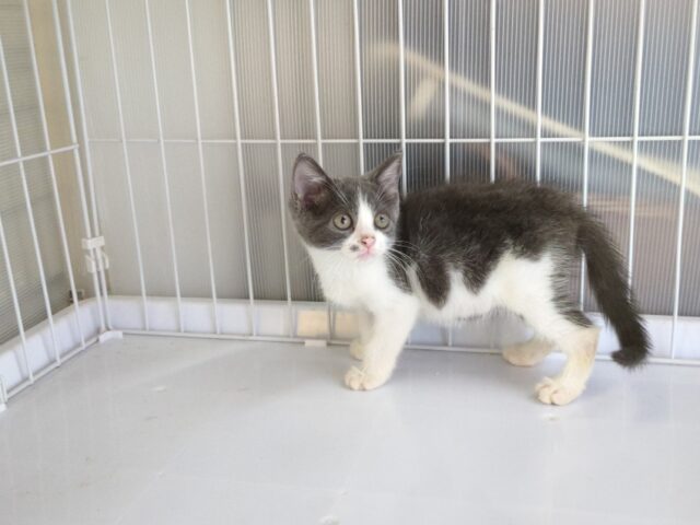 〇　ブリティッシュ　ショートヘア（オス）№７４　　　　　　　　　