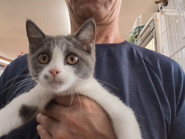 〇　ブリティッシュ　ショートヘア（オス）№７４　　　　　　　　　