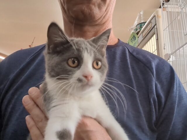 〇　ブリティッシュ　ショートヘア（オス）№７４　　　　　　　　　