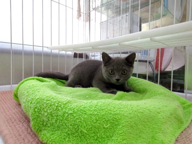 ブリティッシュ　ショートヘア（オス）№８１　　　　　　　　