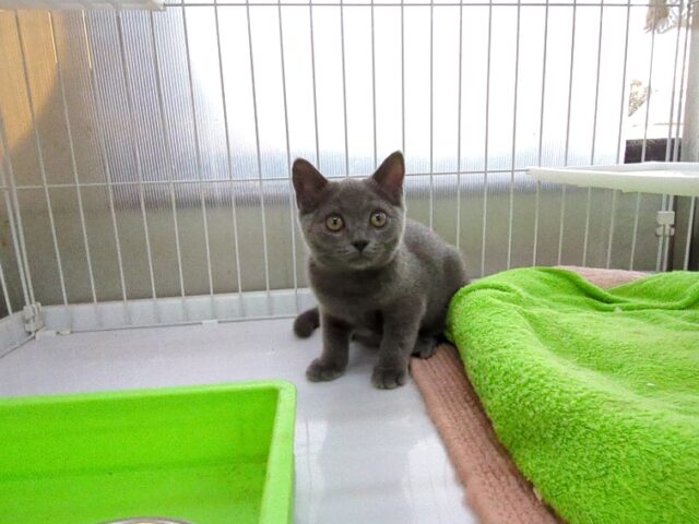 ブリティッシュ　ショートヘア（オス）№８１　　　　　　　　