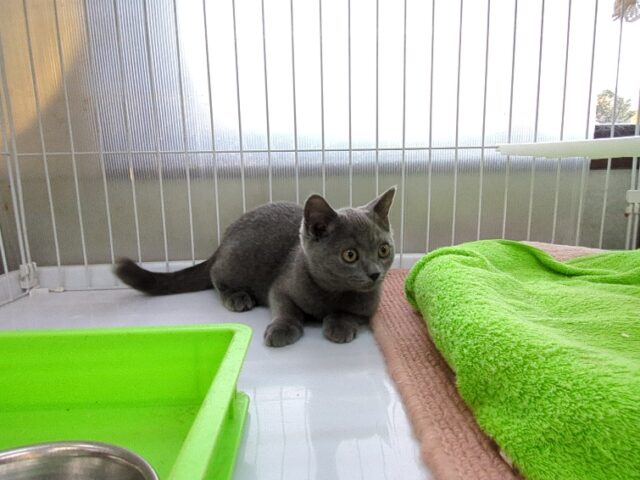 ブリティッシュ　ショートヘア（オス）№８１　　　　　　　　